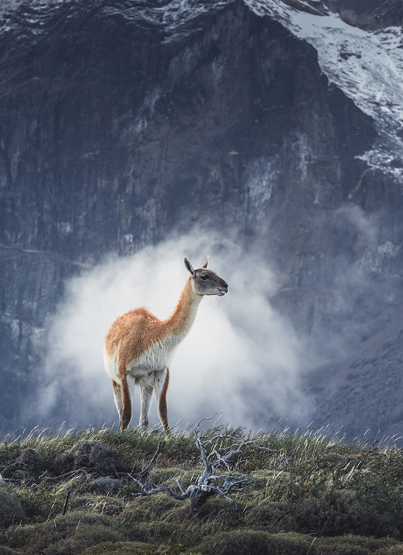 Guanaco in Torres de Paine, Chile