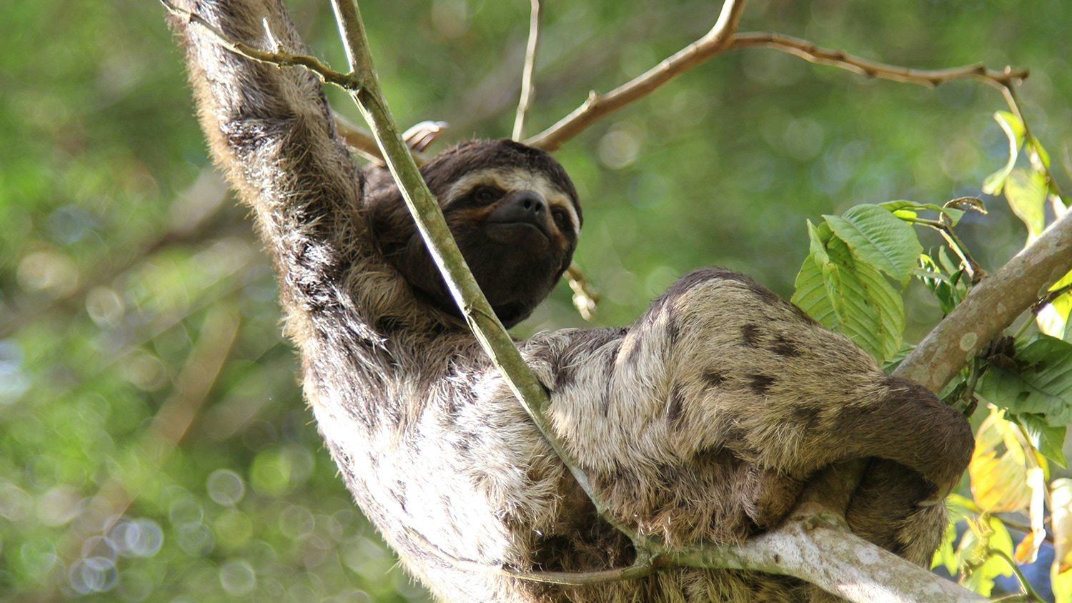 Sloth close to Iquitos, Amazon Rainforest, Peru