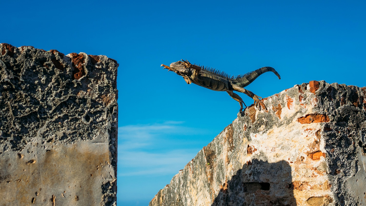 Iguana, Puerto Rico