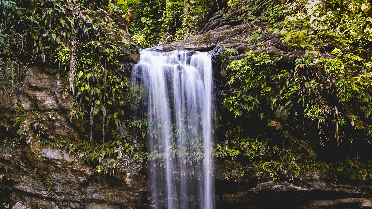 El Yunque Rainforest, Puerto Rico