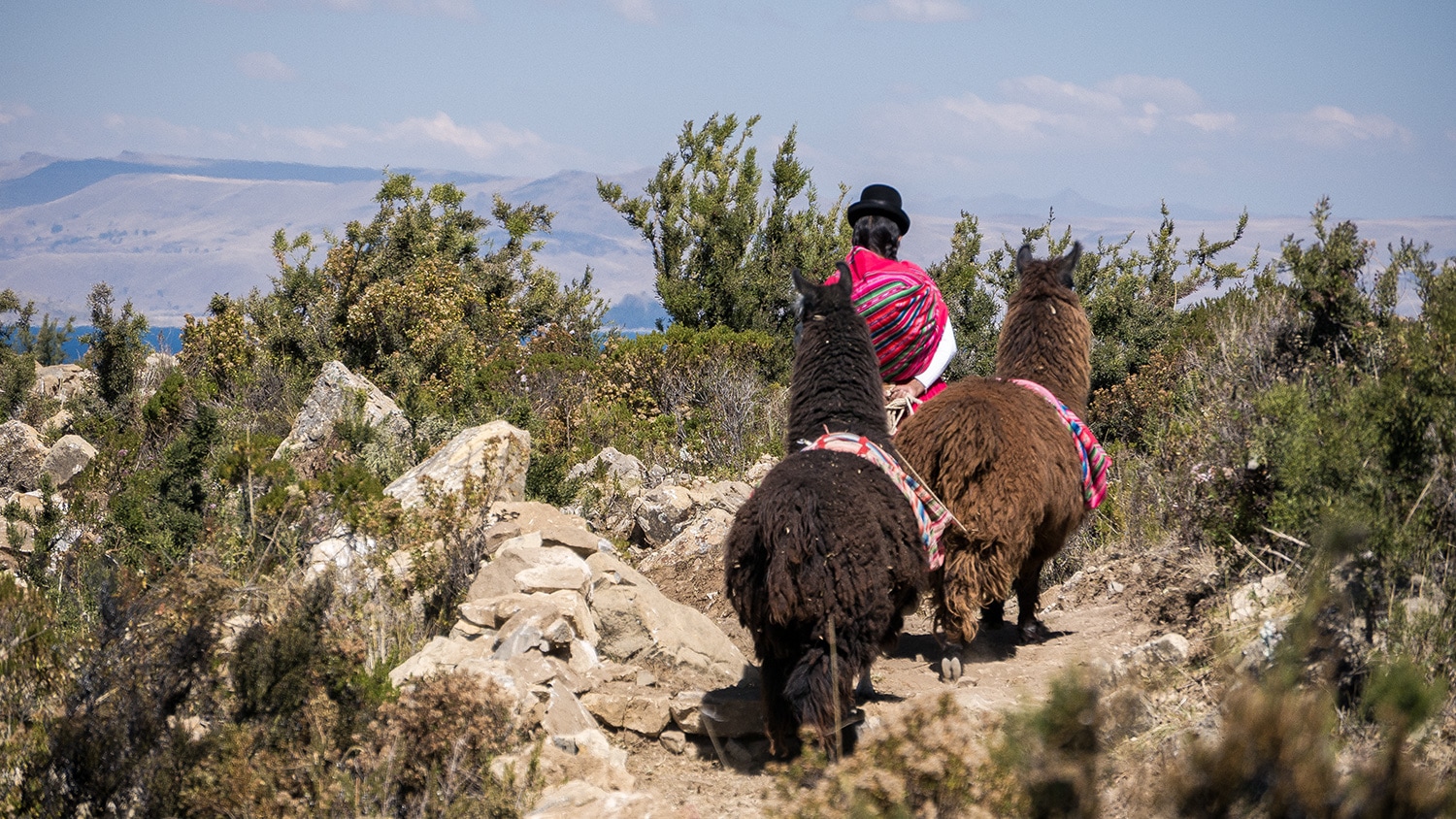 Woman with llamas, Isla del Sol (Titicaca), Bolivia