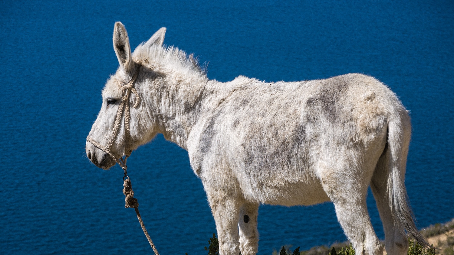 Donkey, Isla del Sol (Titicaca), Bolivia