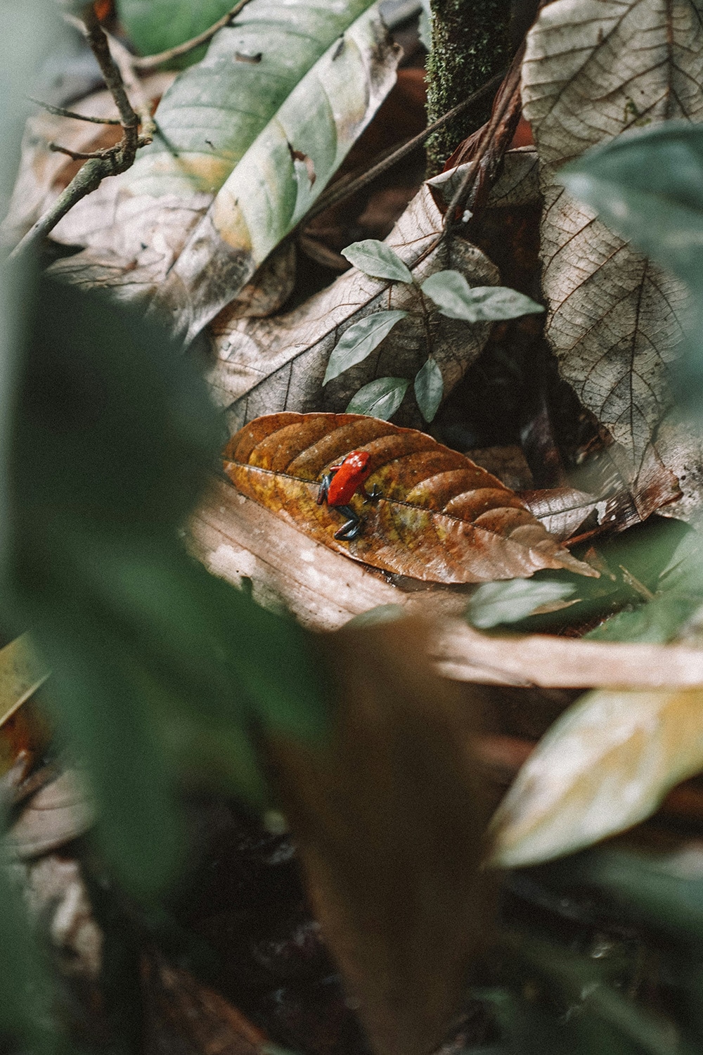 Poisonous frog, Tortuguero, Limón Province, Costa Rica