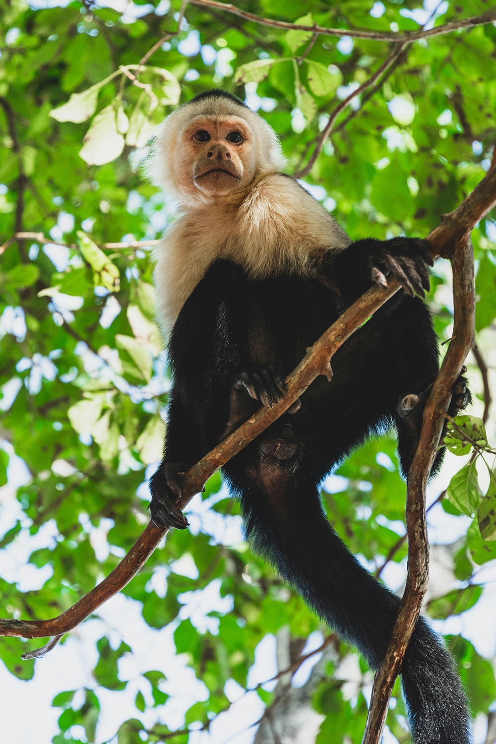 Capucino monkey, Tortuguero, Limón Province, Costa Rica