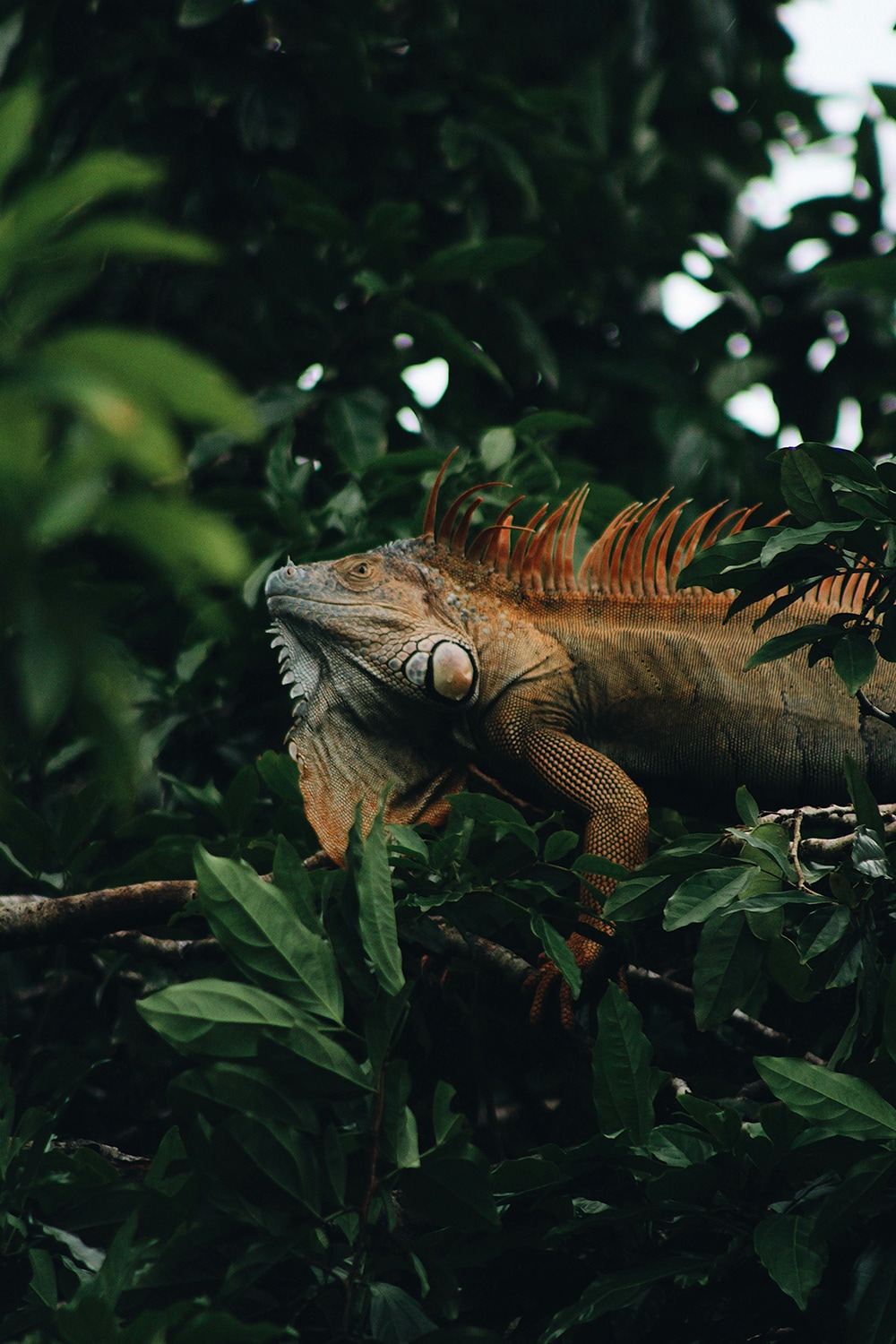 Iguana, Tortuguero, Limón Province, Costa Rica
