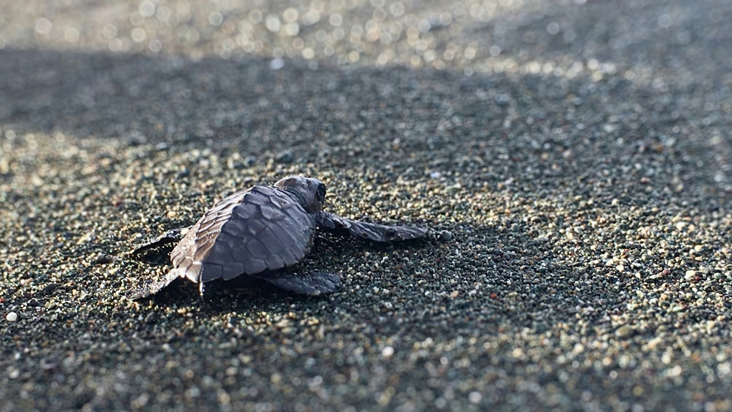 Baby sea turtle, Tortuguero, Costa Rica