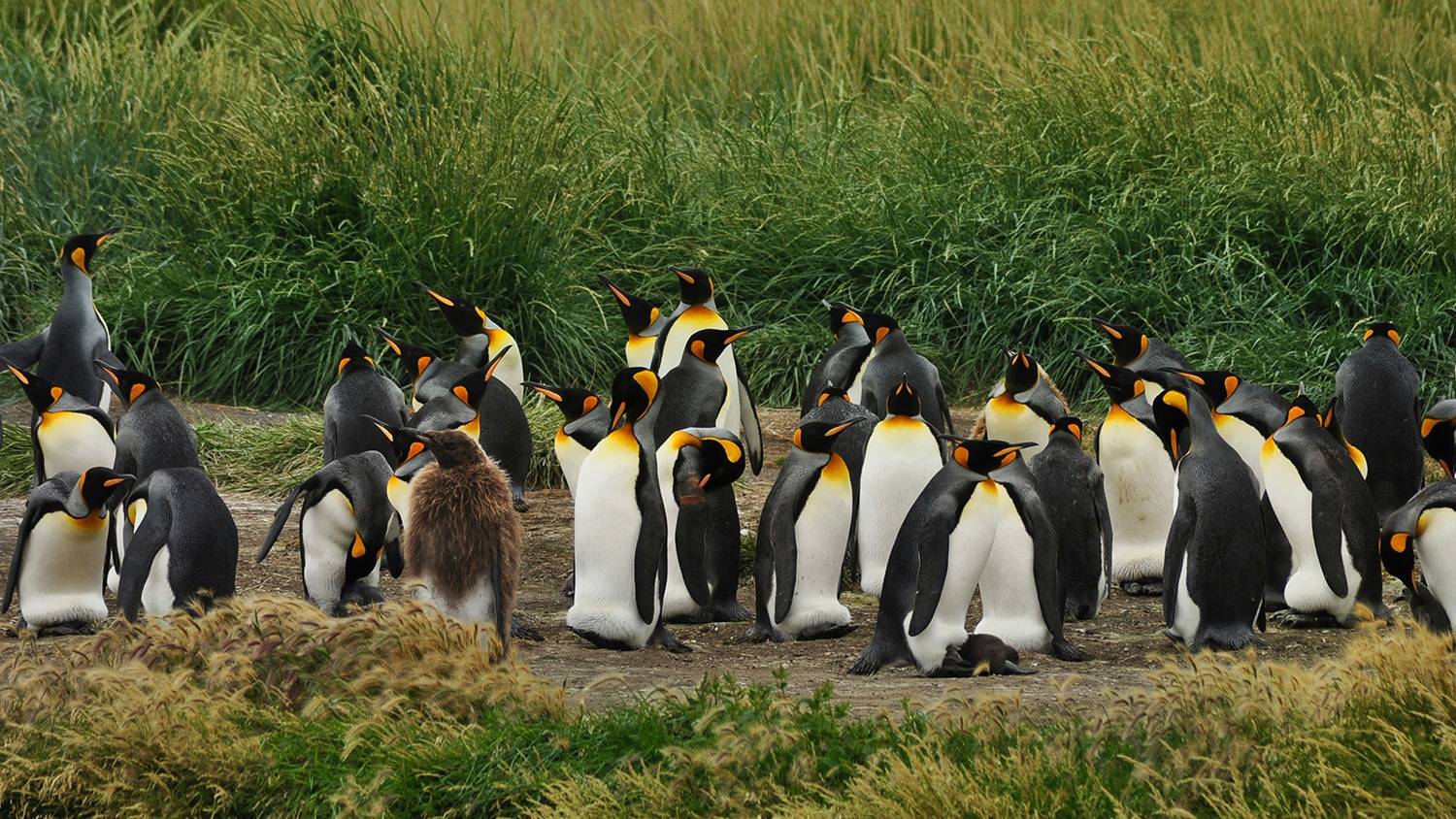 Penguins in Patagonia, argentina