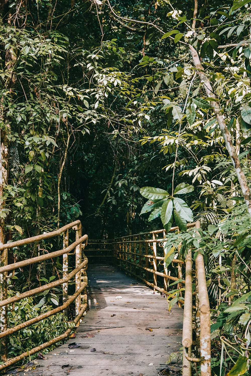Path into the jungle, Manuel Antonio, Puntarenas Province, Quepos, Costa Rica