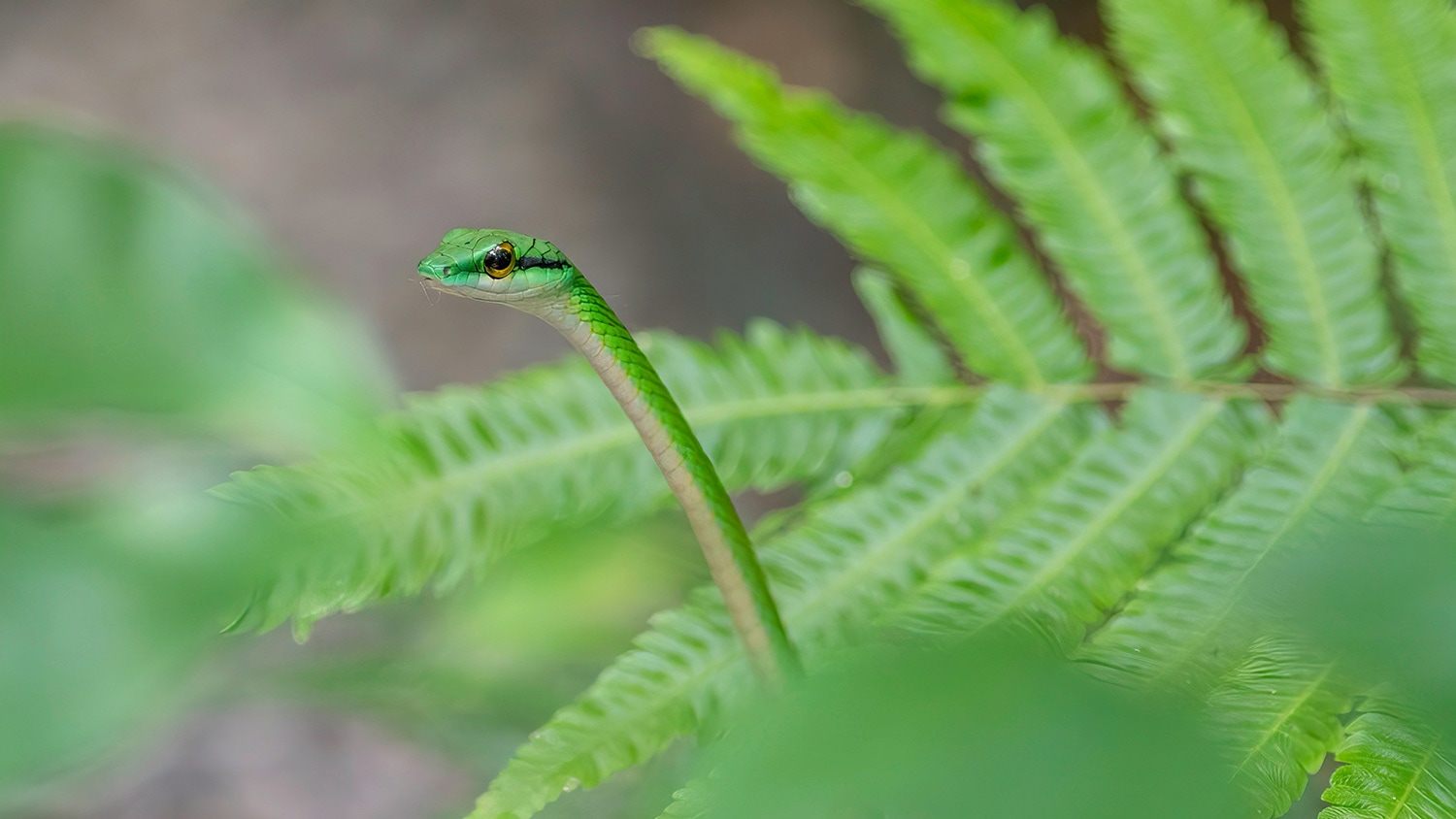 Green snake, Manuel Antonio, Puntarenas, Costa Rica