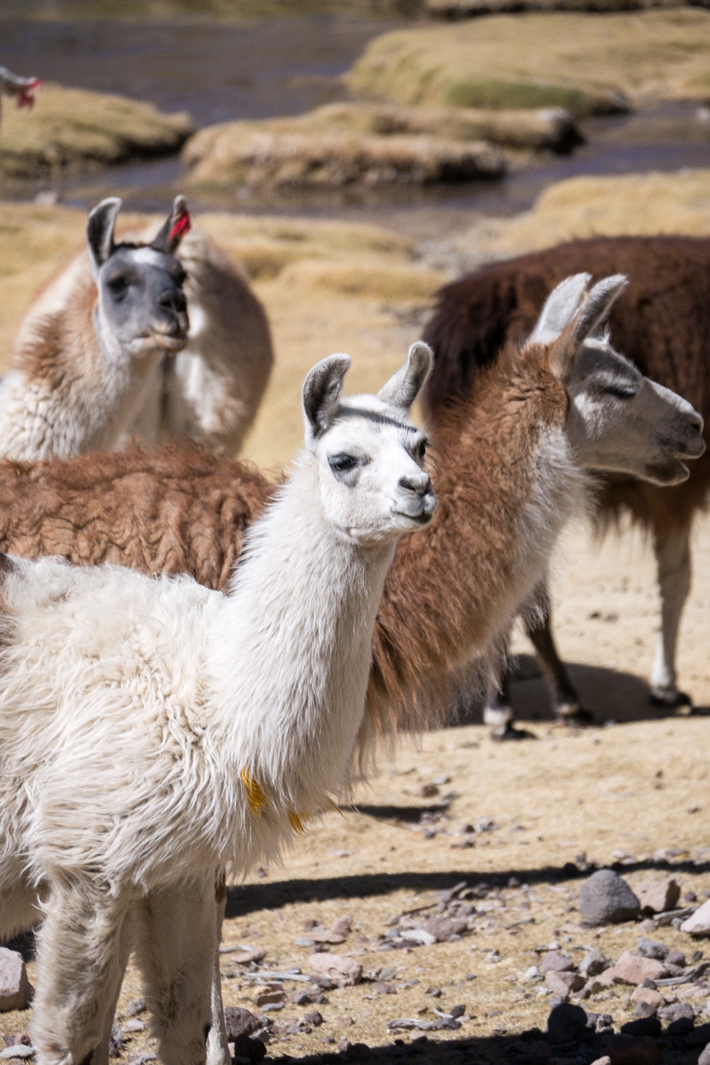 Llamas in the altiplano, Uyuni, Boliva