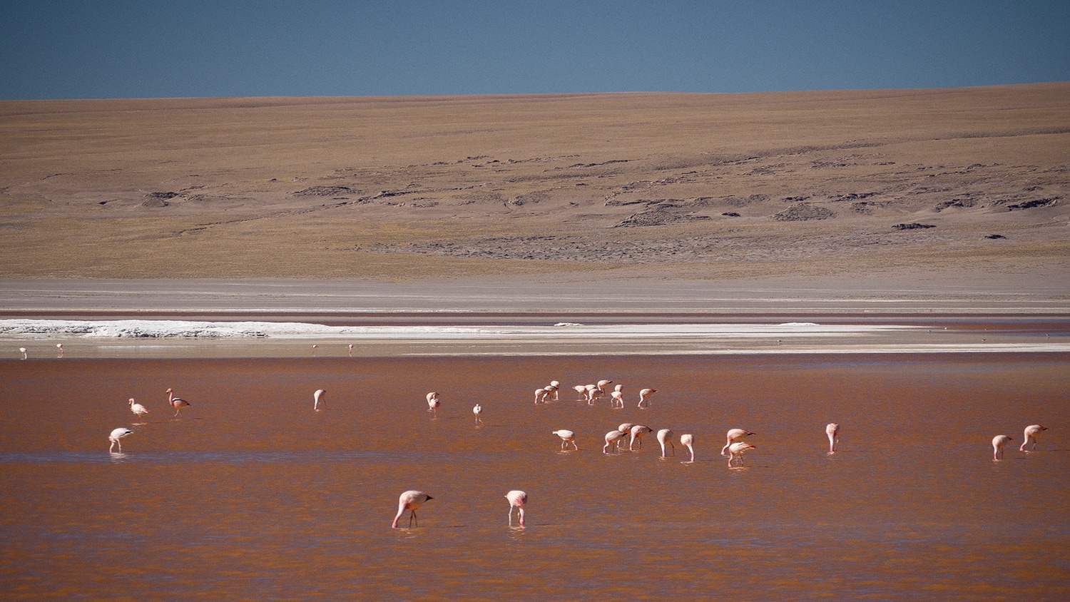 Laguna with flamingos in South Lipez, Bolivia