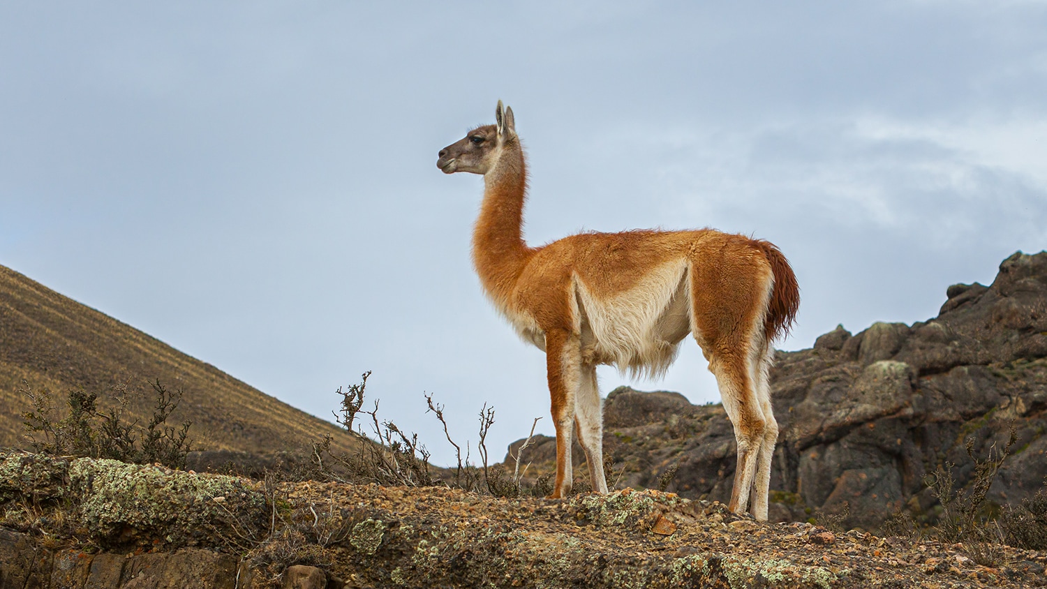 Guanaco in Torres del Paine, Chile