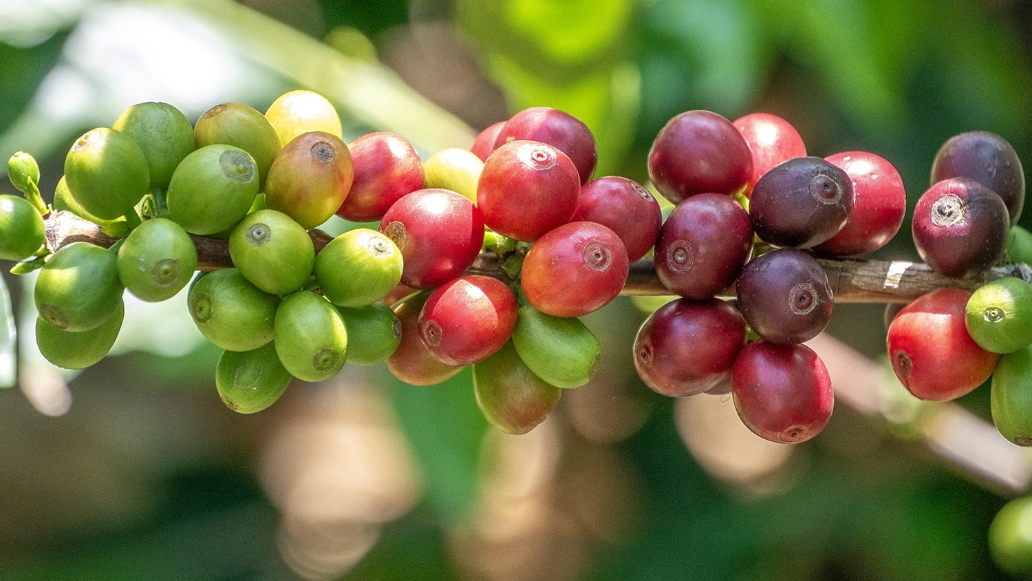Coffee beans, Colombia