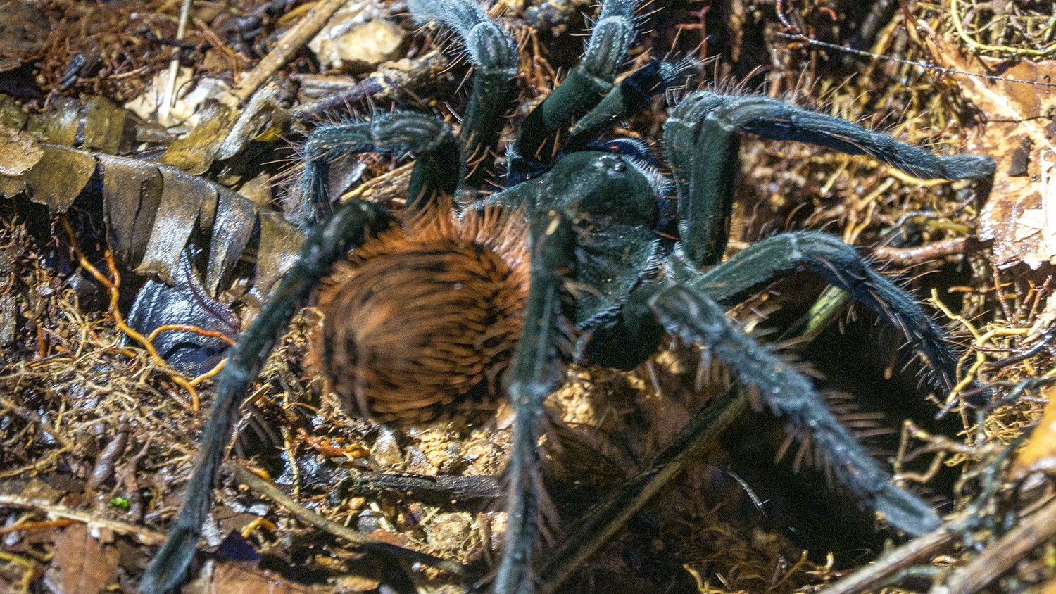 Tarantula, Ecuador