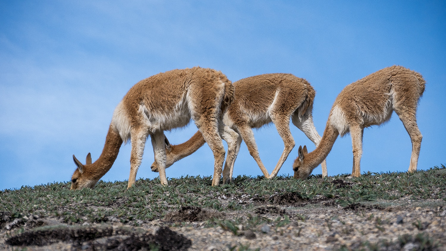 Vicuña, Ecuador