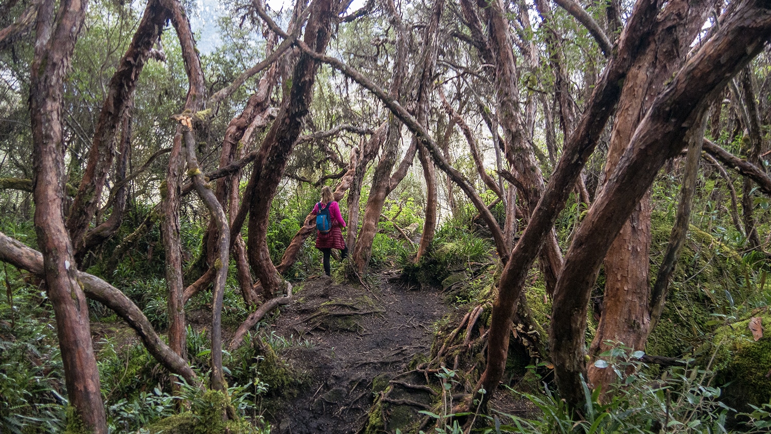 Cajas National Park, Ecuador