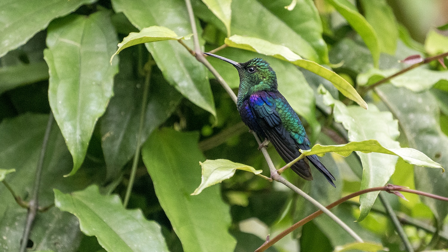 Hummingbird, Ecuador