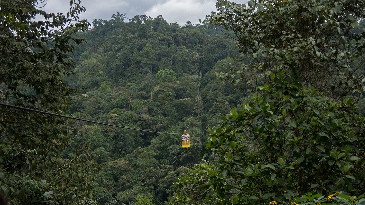 Cloud forest around Mindo, Ecuador