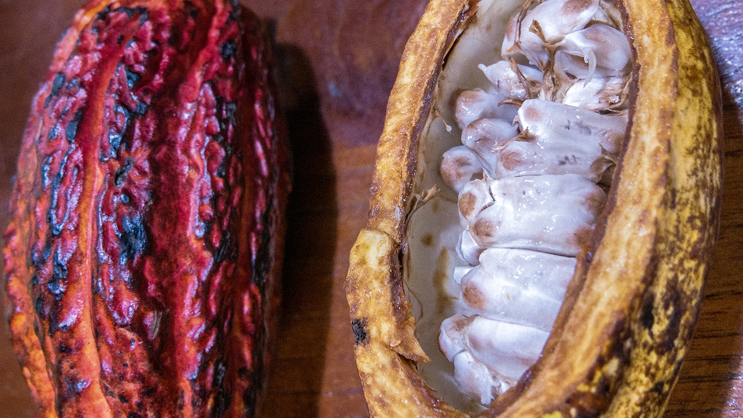 Cocoa pod, Ecuador