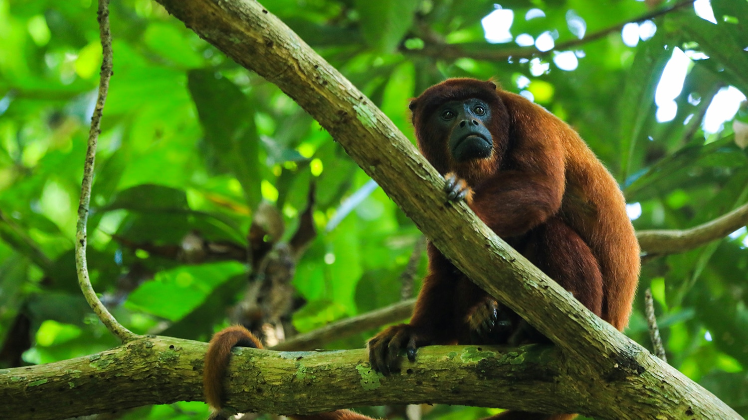 Howler monkey, Amazon Rainforest, Peru