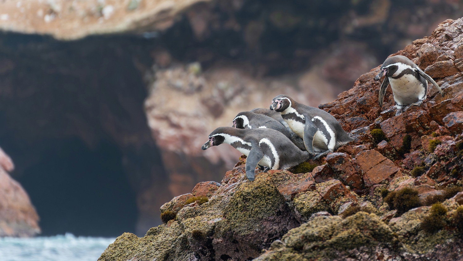 Penguins, Pacific coast, Peru
