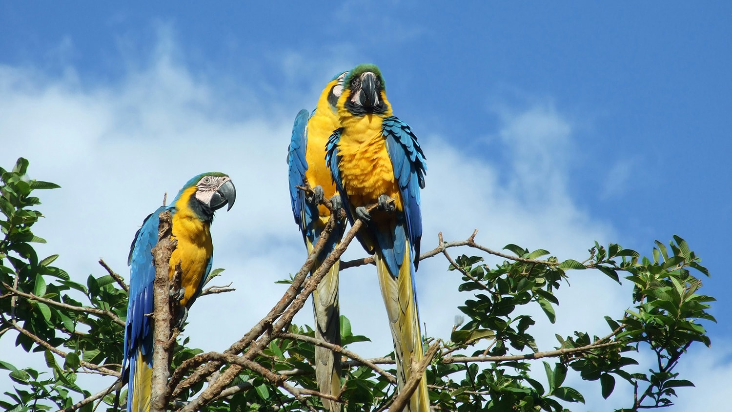 Venezuela