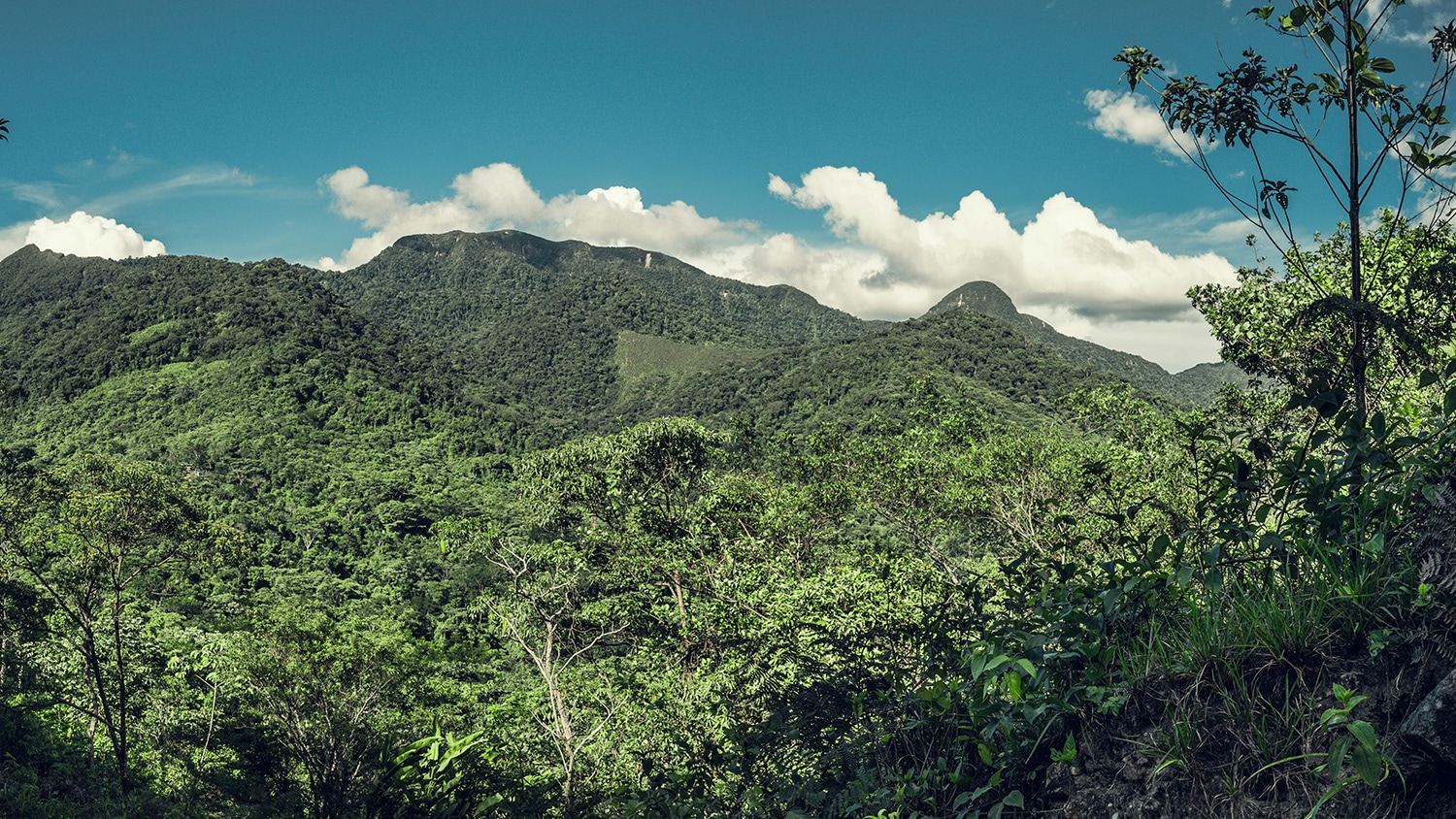 Amazon rainforest, Peru
