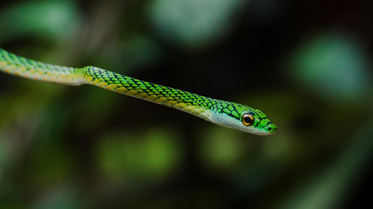 Snake, Amazon Rainforest Madre de Dios, Peru