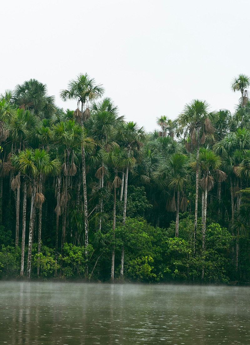 Amazon jungle, Peru