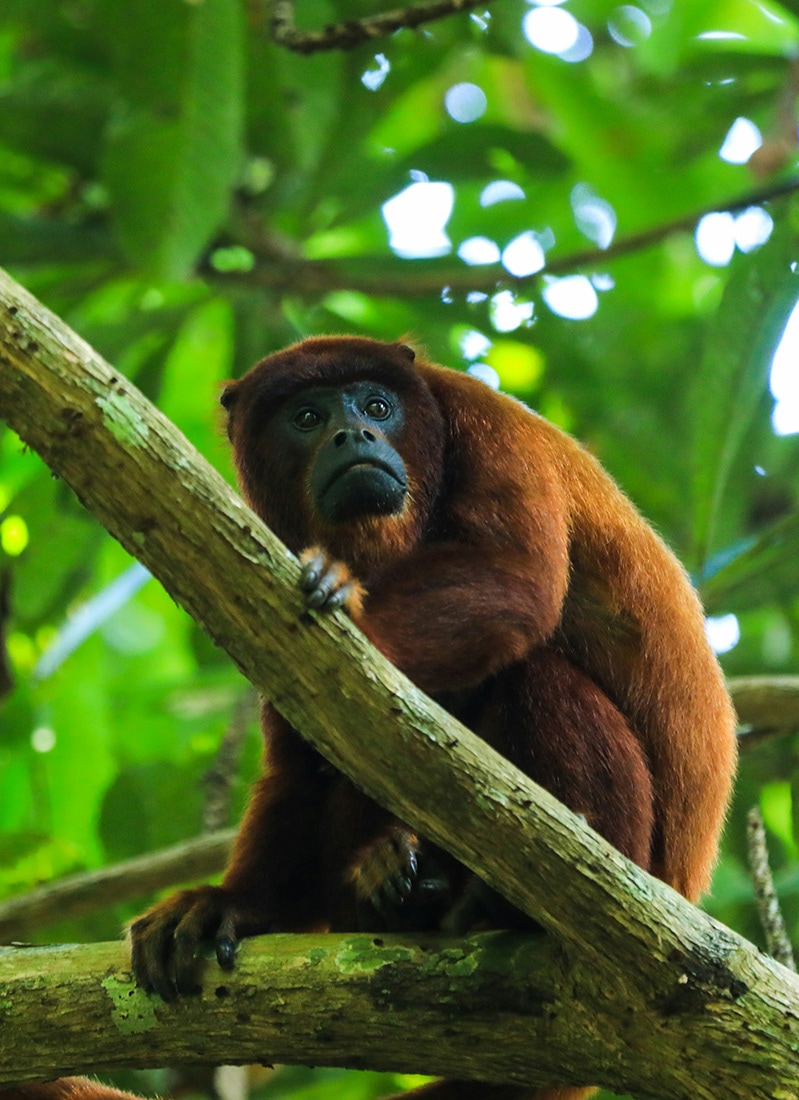 Howler monkey, Amazon Rainforest, Peru