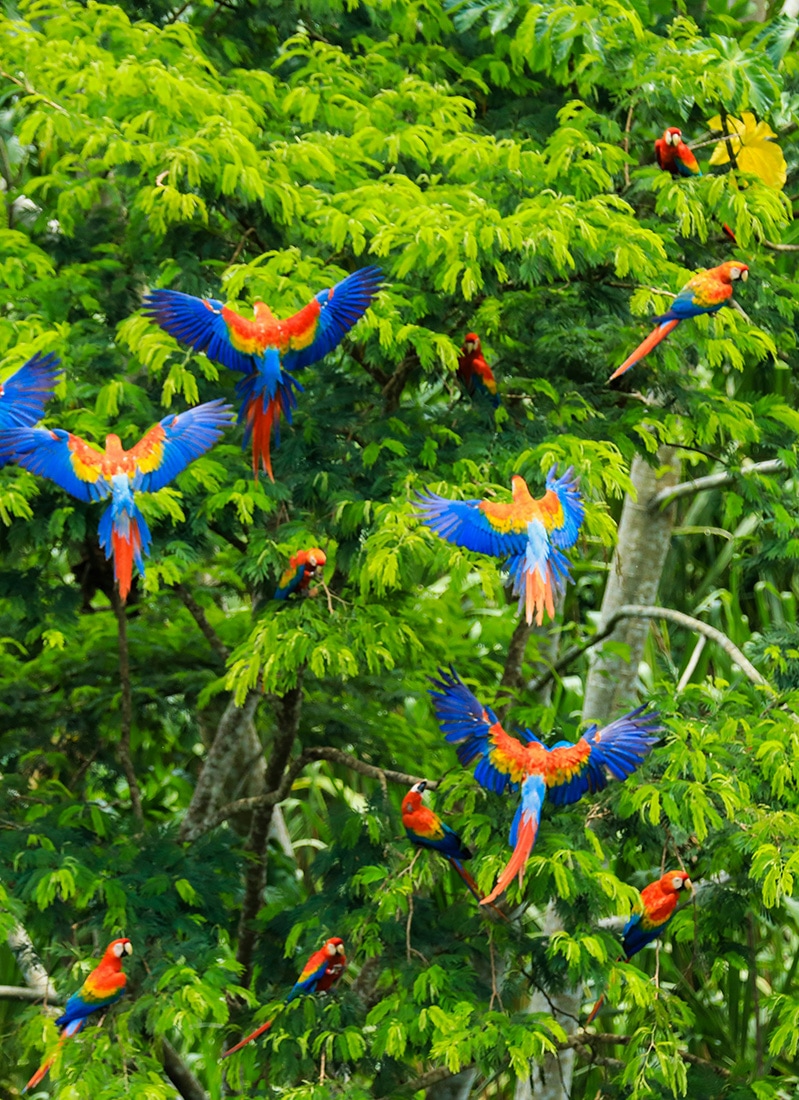 Scarlet macaws, Amazon rainforest, Puerto Maldonado, Peru