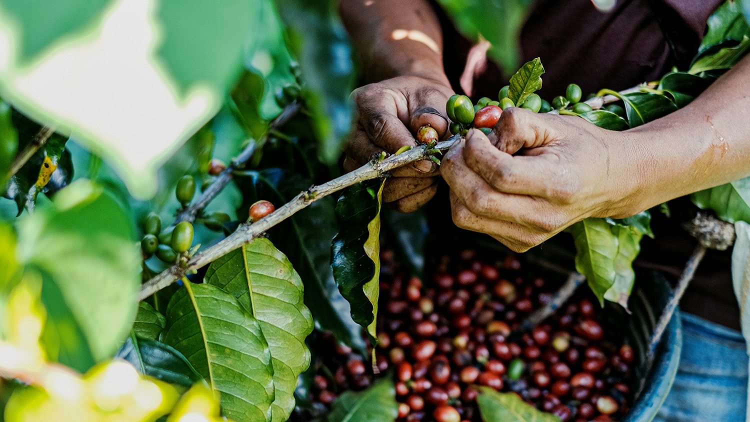 Coffee harvest, Guatemala
