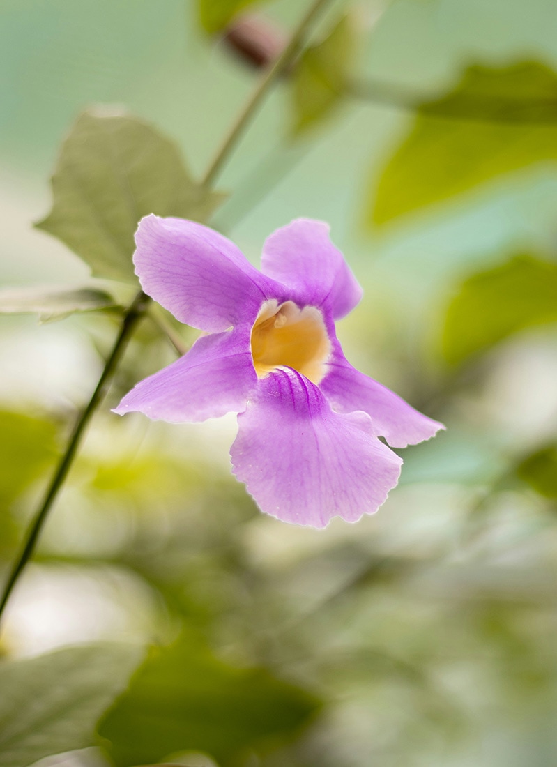Flower, El Valle de Antón, Panamá