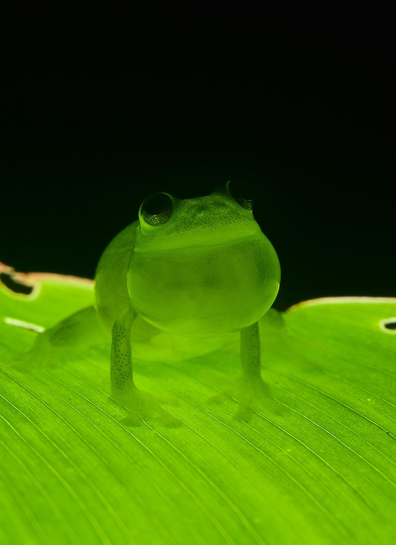 Green frog, El Valle de Antón, Panama
