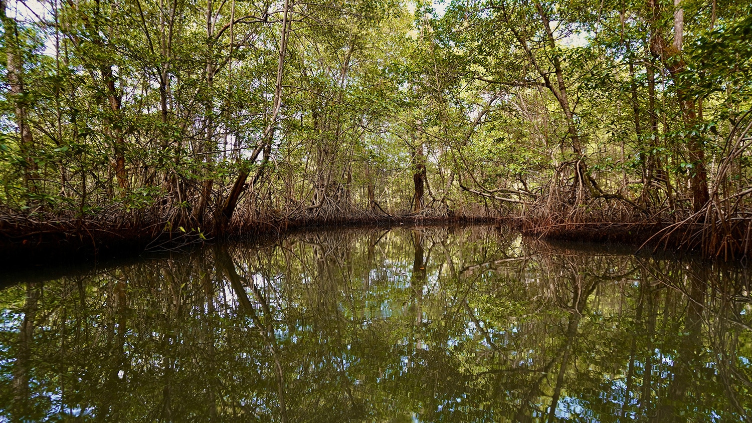 Mangrove, Bastimentos Island (Bocas del Toro), Panama