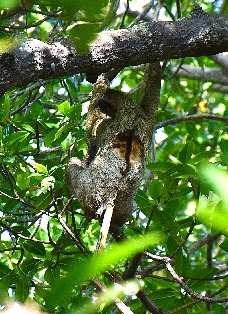 Sloth, Bocas del Toro, Panama