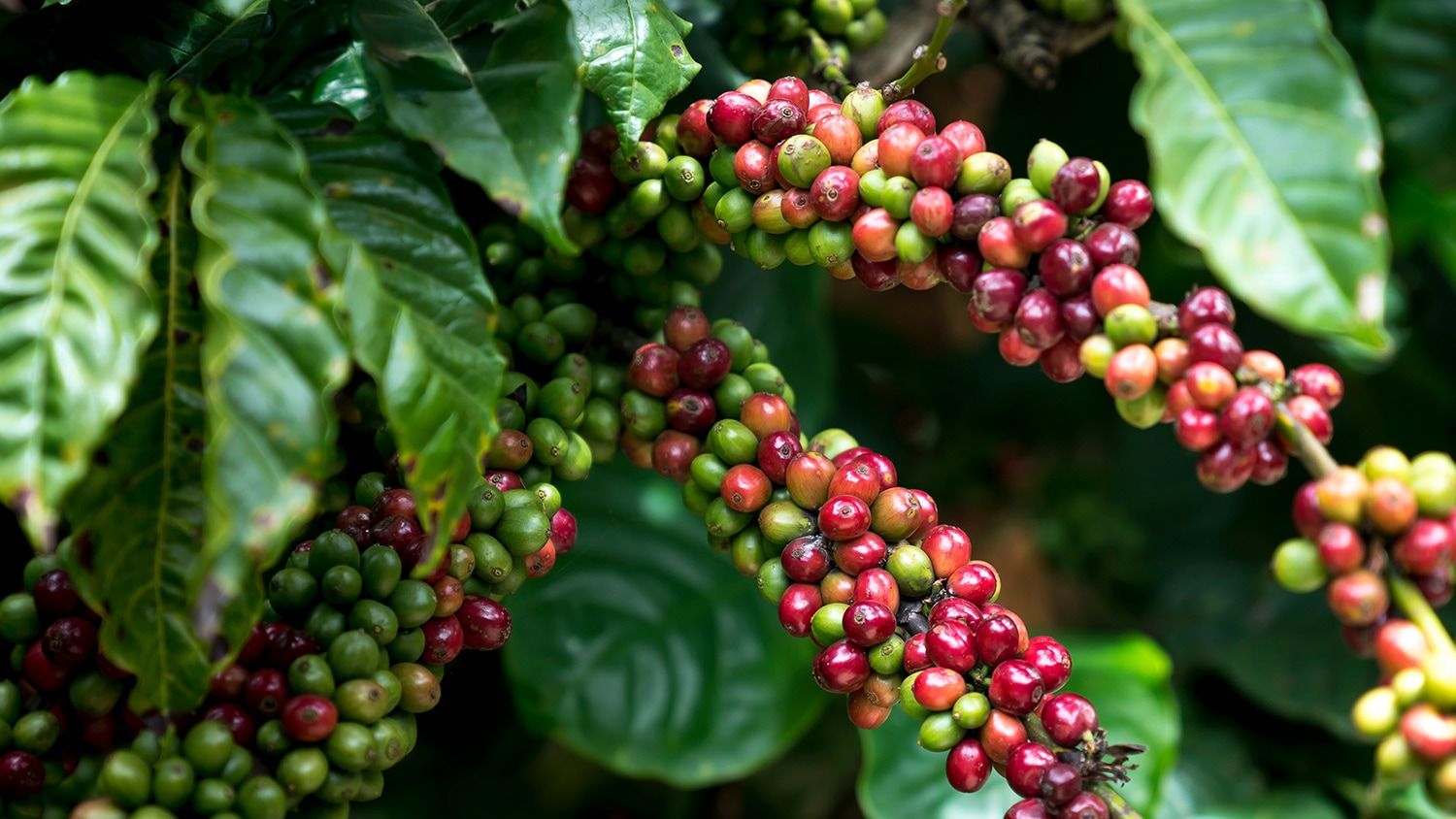 Coffee bush, Boquete, Panama
