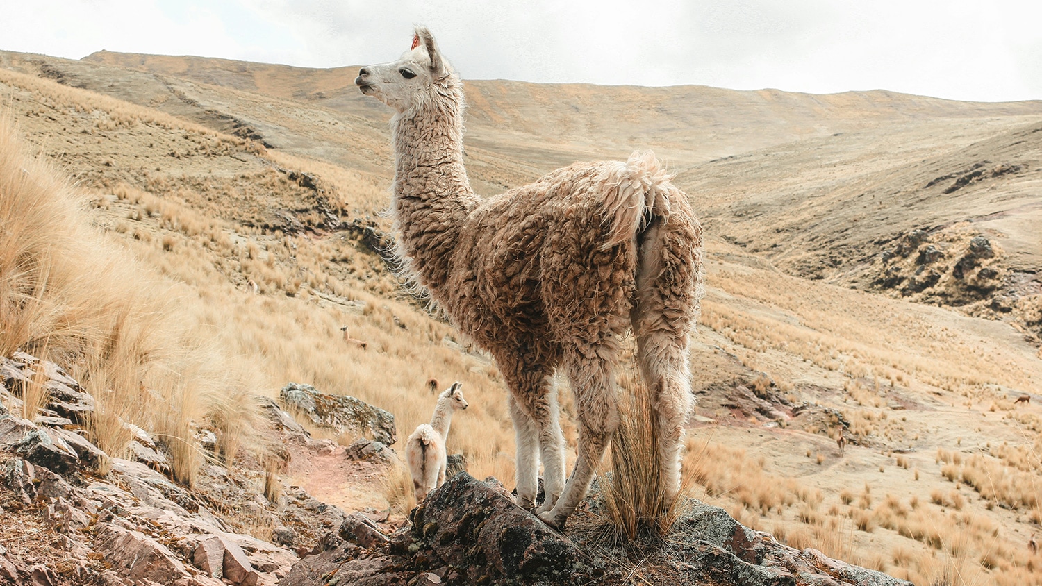 Llama, Cusco, Peru