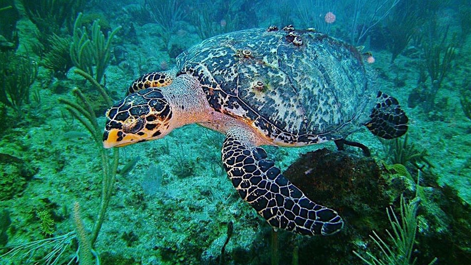 Sea turtle, Copamarina Beach Resort & Spa, Puerto Rico