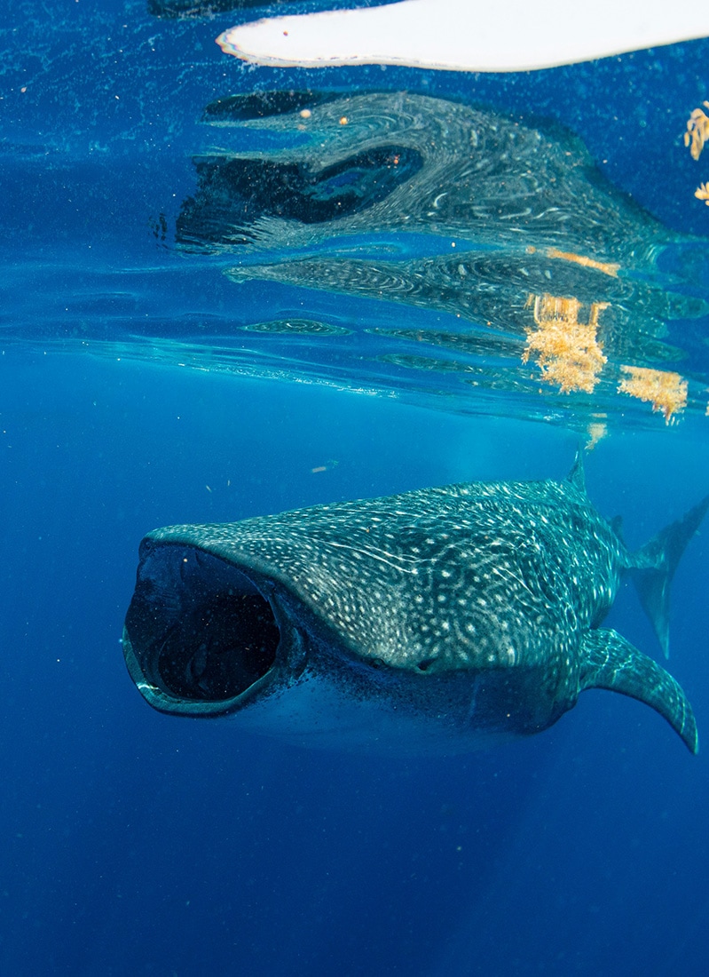 Whale shark, Holbox, Mexico
