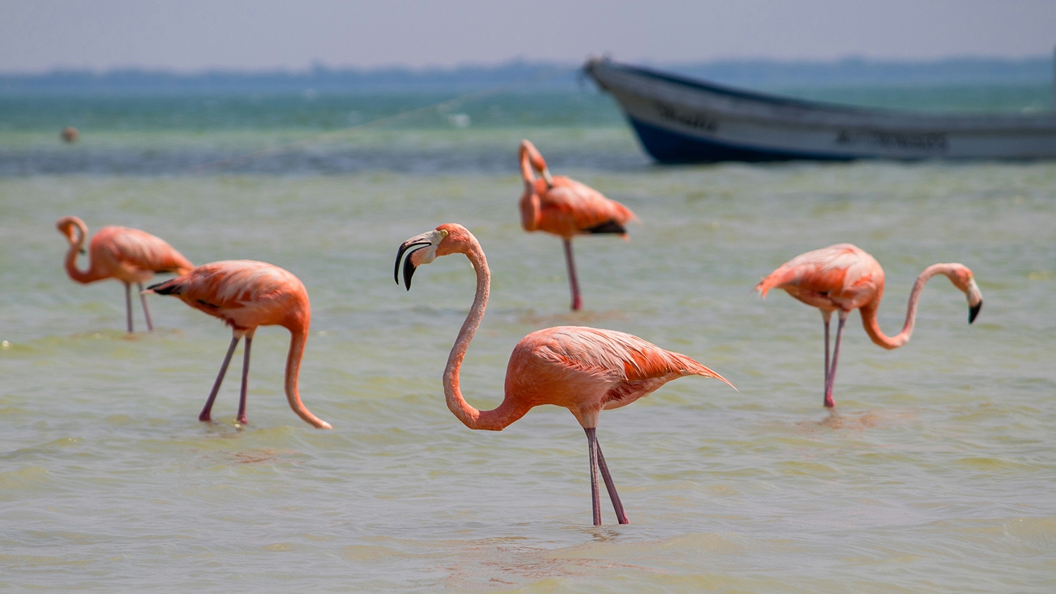 Flamingos, Isla Holbox, Quintana Roo, México