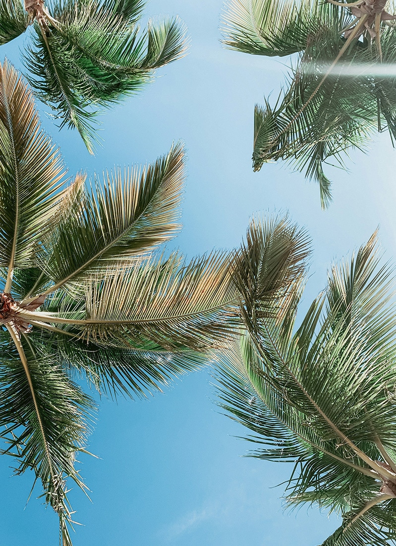 Palm trees, Punta Cana, Dominican Republic