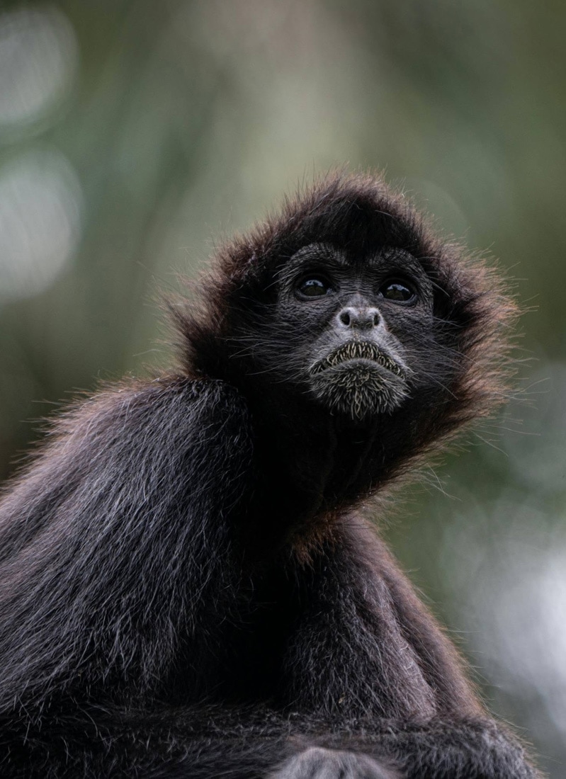 Spider Monkey, Yucatan, Mexico