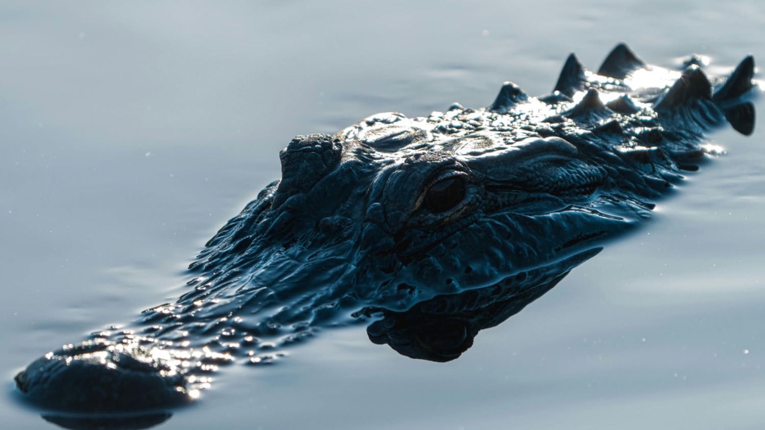 Crocodile, Yucatan, Mexico