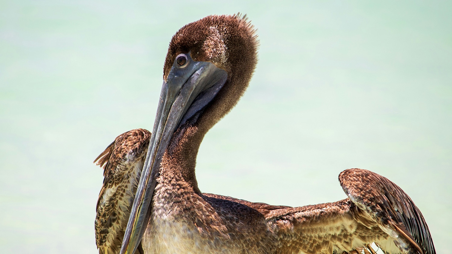 Pelican, Punta Maroma, Mexico
