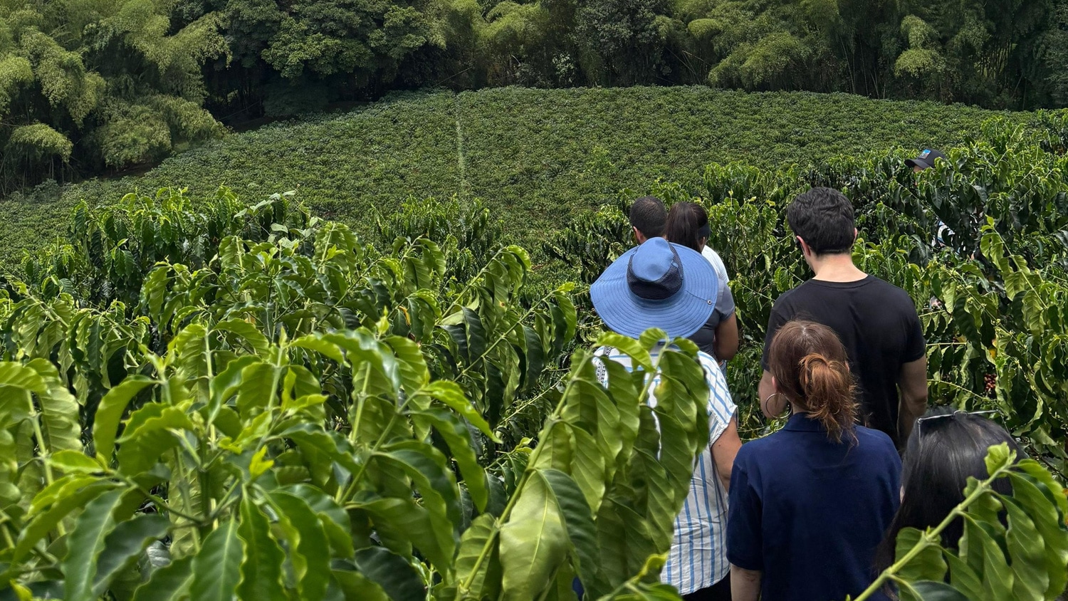Coffee plantations, Hacienda Bambusa, Colombia