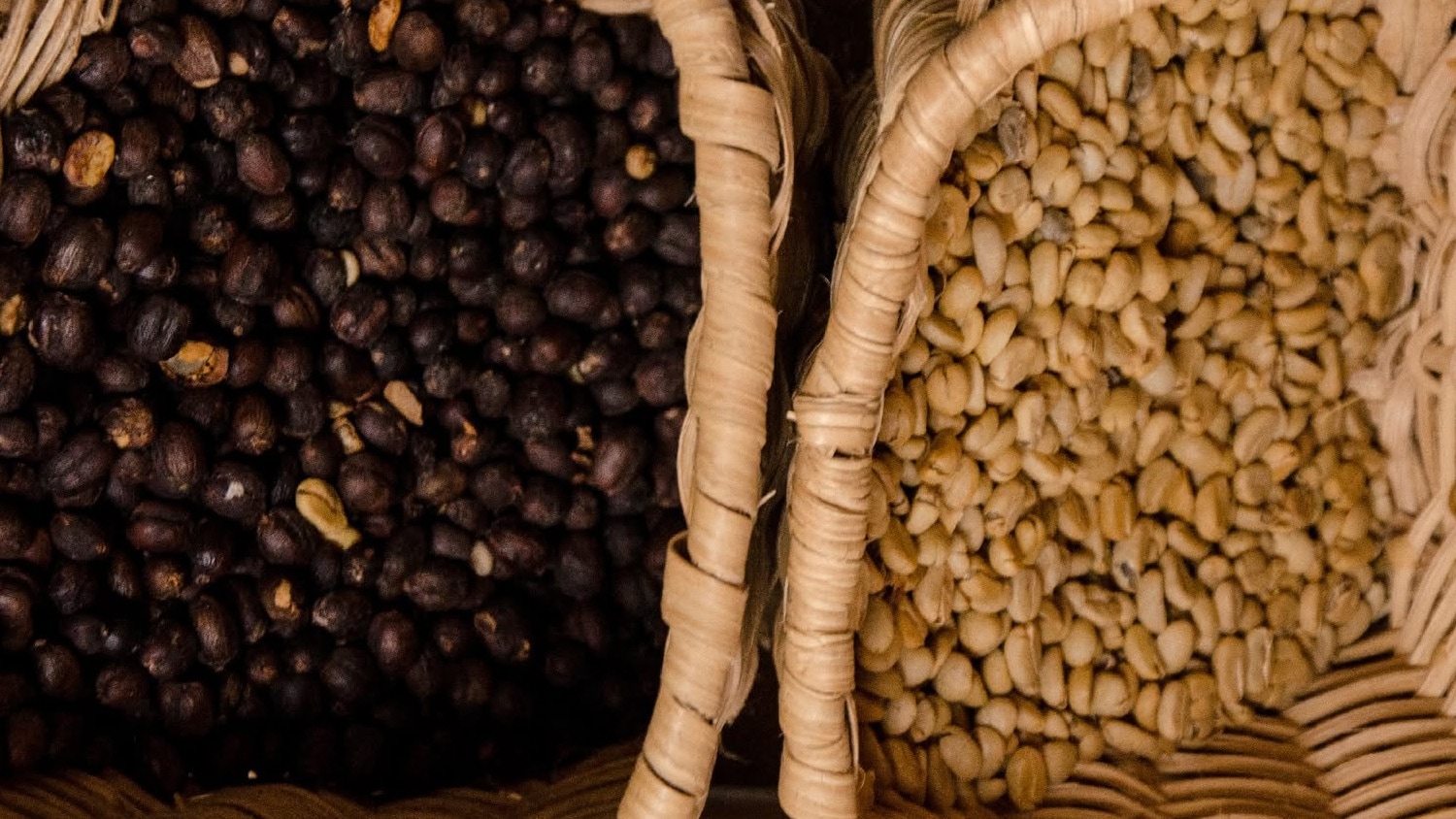 Coffee beans, Hacienda Bambusa, Colombia