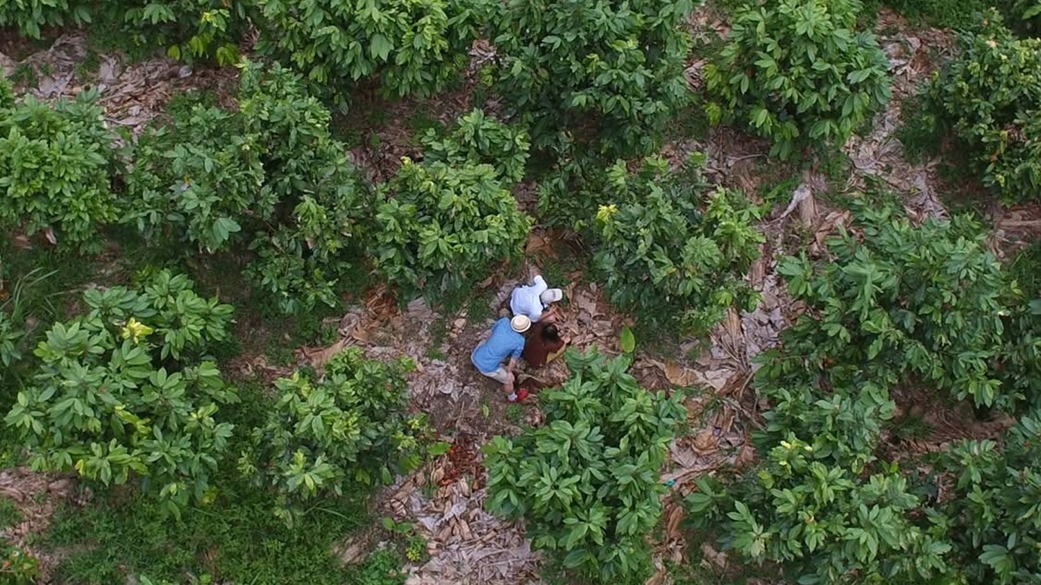 Coffee plantations, Hacienda Bambusa, Colombia
