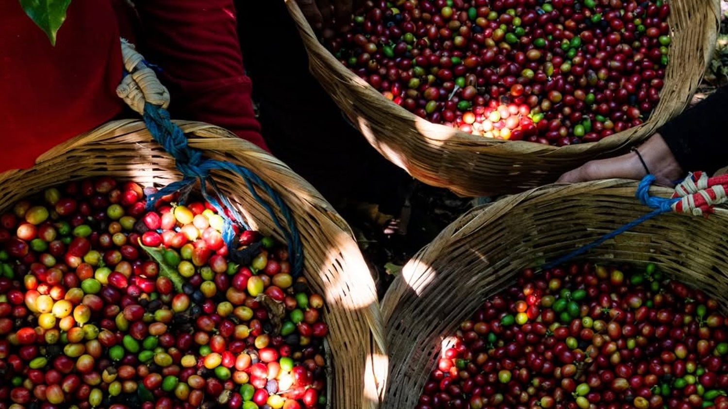 Coffee harvest, El Salvador