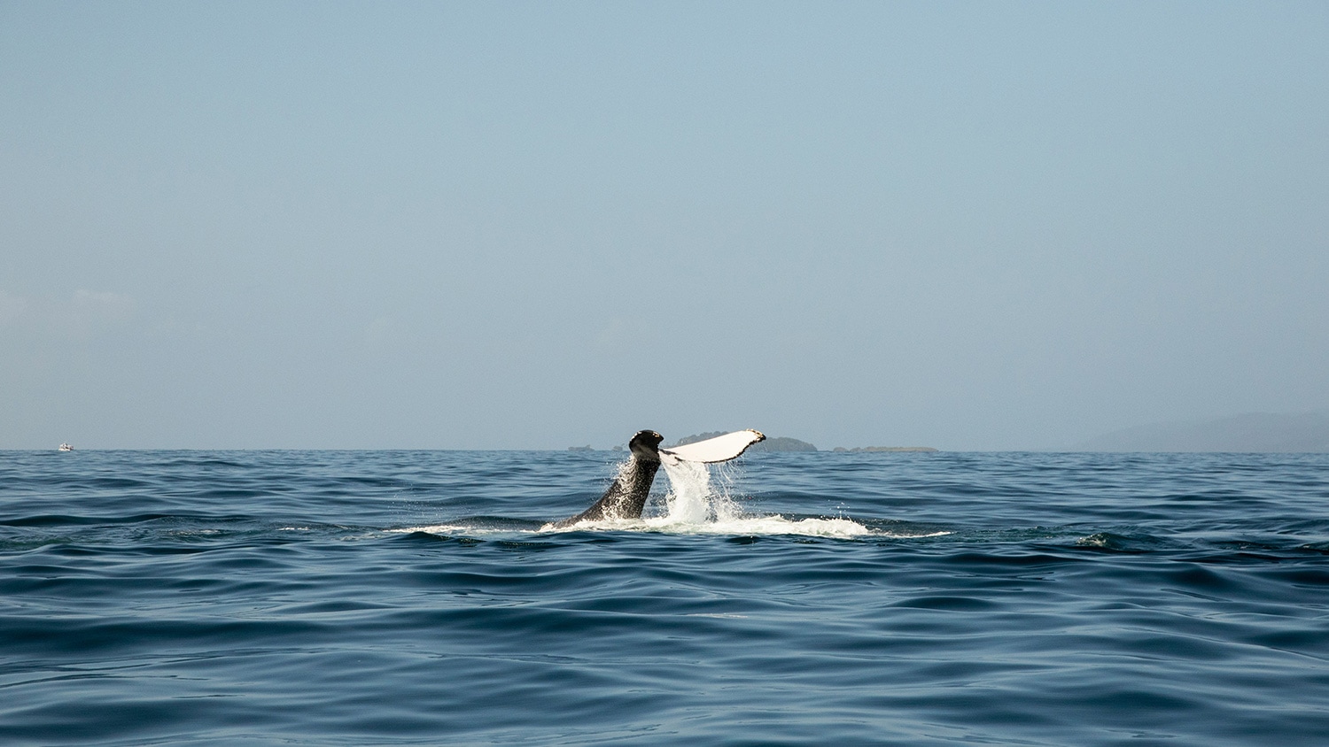 Whale watching, Samana, Dominican Republic